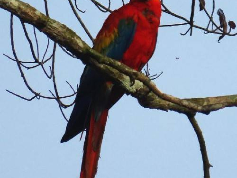 Natureza Bacia Amazônica